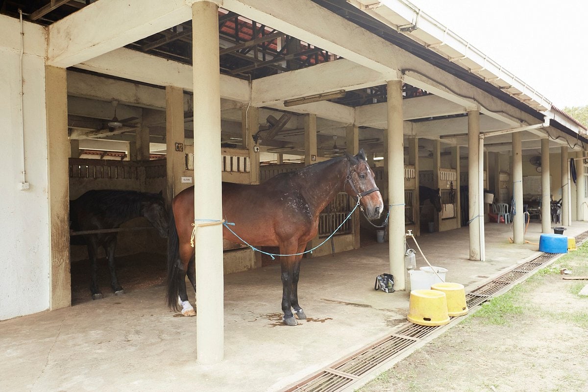 terengganu equestrian